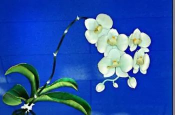 承德各縣特產(chǎn)知多少？調(diào)查稱63.4%市民未曾詳悉