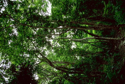 自然風(fēng)景-四季風(fēng)情-山野 山林 林木