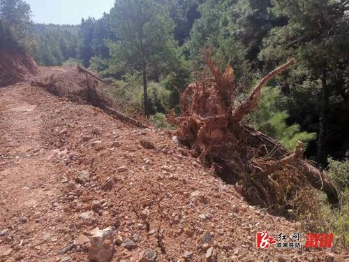 溆浦縣森林公安破獲一起濫伐林木案