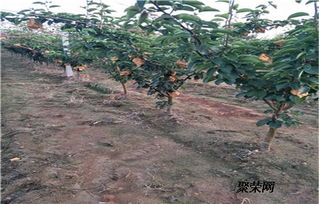 2公分梨樹苗 2公分梨樹苗報價 梨樹苗基地