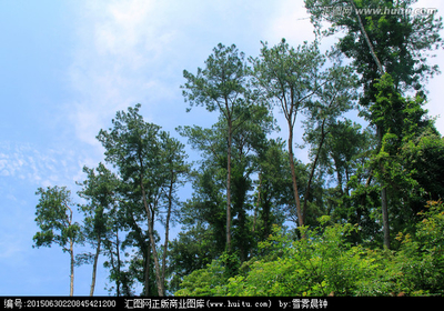 樹木 藍天 林木,樹木,植物花草,攝影,匯圖網(wǎng)www.huitu.com