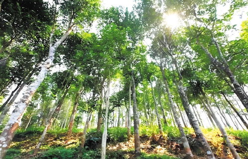 東方首本珍貴林木沉香樹不動產(chǎn)權證辦理成功