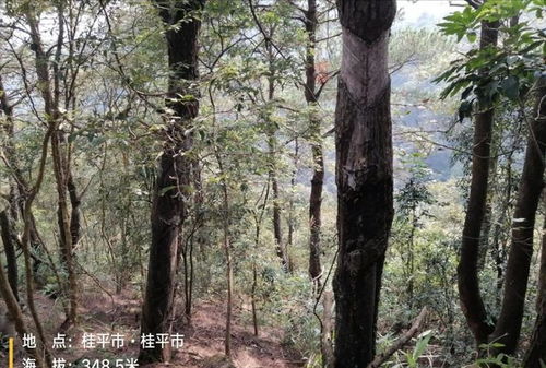 可惜 貴港七百多畝馬尾松林木以及林地使用權拍賣,258萬還流拍