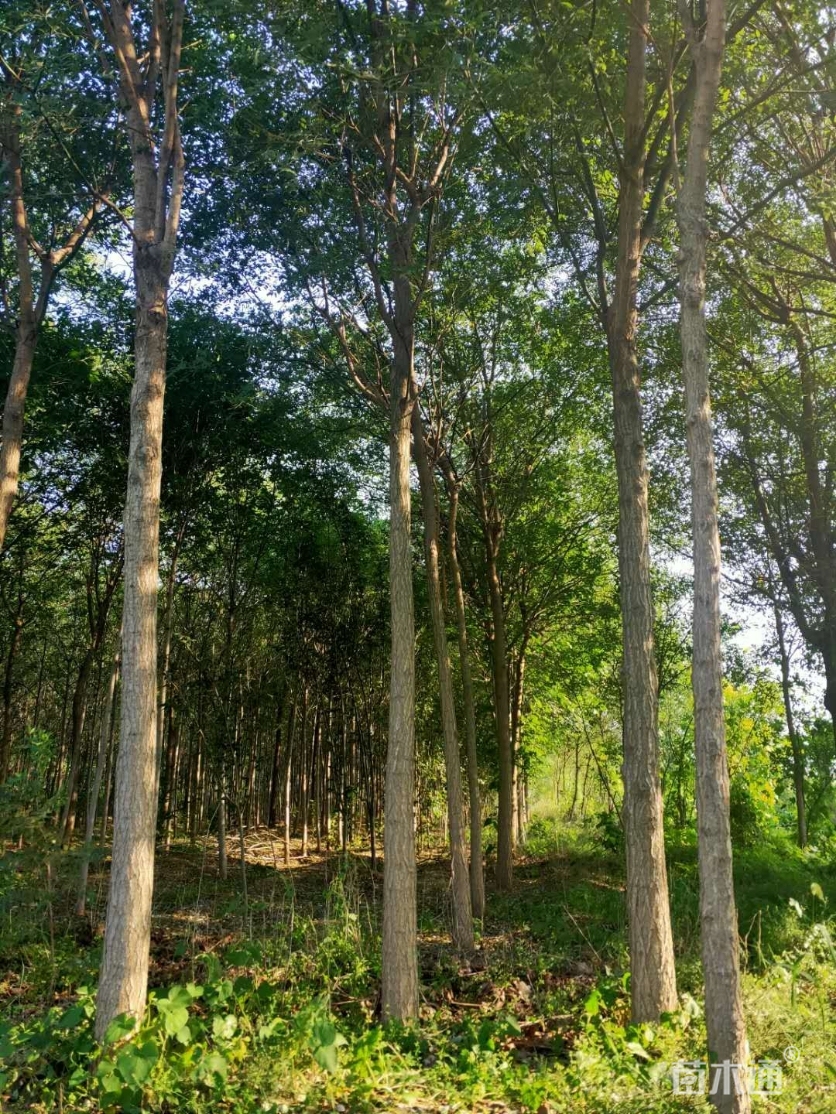 雄縣林木產品信息_找信息上雄縣林木頻道