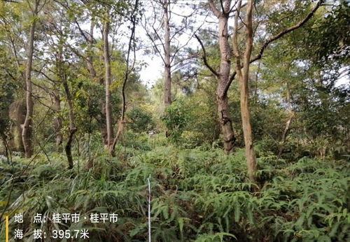 可惜 貴港七百多畝馬尾松林木以及林地使用權拍賣,258萬還流拍