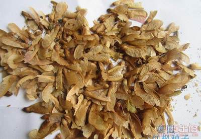 【廠家直銷各種林木種子紅豆杉國槐紅楓種子重陽木等等保質保量】沭陽縣新河鎮子杰花卉園藝場 - 產品庫