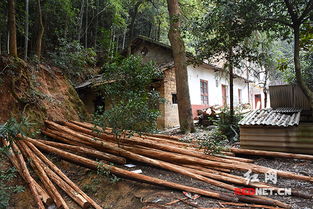 父子盜伐公益林木建房 湘潭森林公安依法打擊