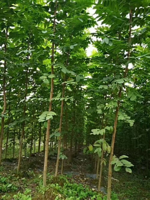 【安徽刺槐種植地】- 