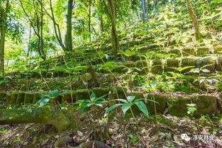 扶持力度空前 浙江出臺(tái)政策支持工商資本 上山入林 投資林業(yè)產(chǎn)業(yè)