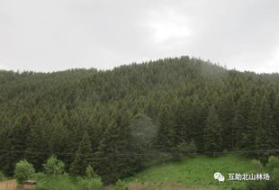 我場(chǎng)祁連圓柏 青杄兩個(gè)林木種質(zhì)資源被認(rèn)定 為省級(jí)種質(zhì)資源庫(kù)