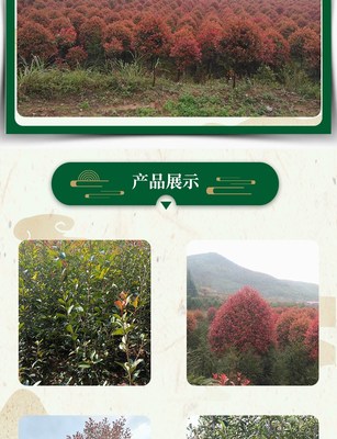 林木種苗市政道路綠化紅葉石楠杯苗根系完整易種植現(xiàn)起現(xiàn)發(fā)