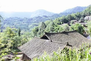 雨城發(fā)展產(chǎn)業(yè)助脫貧建設(shè)新村奔富路