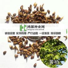 【黃菠蘿種子】最新最全黃菠蘿種子 產品參考信息