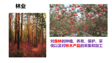 湘教版地理八年級上冊第四章第一節 農業 課件(共51張PPT)