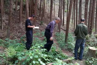 5個(gè)廣東人來大余盜伐林木,已抓到4人
