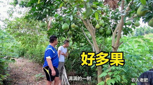 爸爸在后花園種了好多種果樹,老肥帶阿歡去參觀,每一種果都好結
