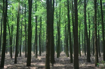 進去之后就被震撼了,當天很熱,但在林子里面真是涼快… 林木都是水杉和池杉,據說是80年代.
