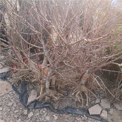 赤月桃樹苗批發農戶自繁自育黑龍江省