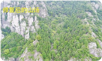 景區林木被人濫伐 重新補植的山林綠了