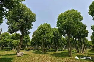 苗木產業還有沒有前景