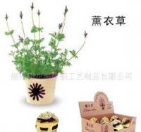 0迷你花草種子小盆栽種植果樹夢花園[批發]_盆景_世界工廠網中國產品信息庫