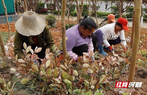 中國供銷 郴州農副產品物流園建設如火如荼進行中