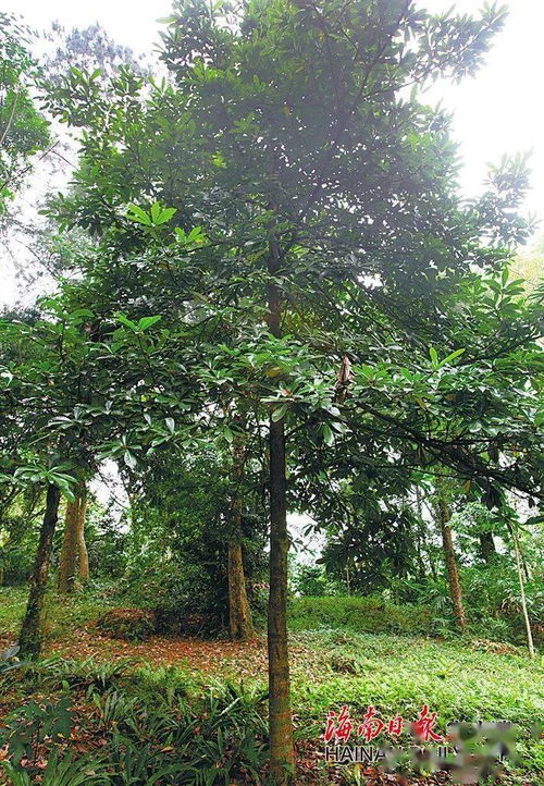 海南這些名樹(shù),恐怕很多你都沒(méi)見(jiàn)過(guò)