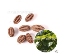 【唯愛(ài)花舍批發(fā)供應(yīng)苗木種子珙桐種子當(dāng)年新采量大優(yōu)惠綠化苗木】沭陽(yáng)縣新河鎮(zhèn)道年花木園藝場(chǎng) - 產(chǎn)品庫(kù)
