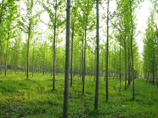 農(nóng)村土地出租的期限多久到底是怎么規(guī)定的?-