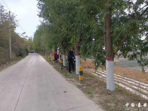 魏店鎮扎實做好秋季林木管護工作