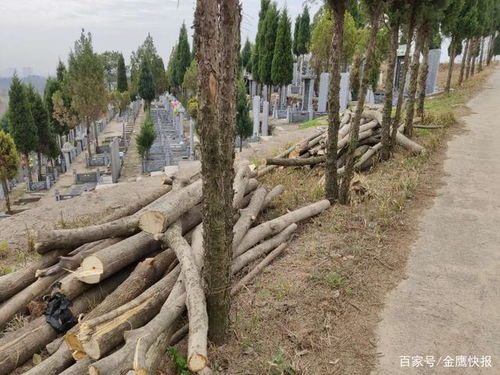 雷厲風行丨信陽市饗堂村公墓無證砍伐林木 市森林公安的快速處置
