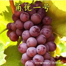 甬優一號葡萄苗