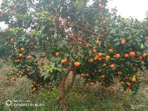 金橘價格 型號 圖片