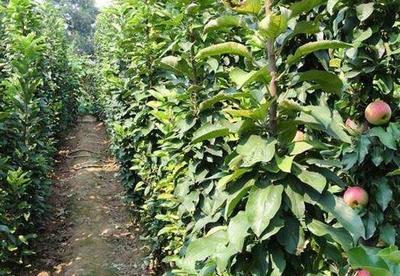 提高果樹栽植成活率